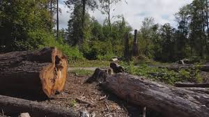 Best Root Management and Removal  in Arbutus, MD