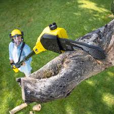 Best Hazardous Tree Removal  in Arbutus, MD