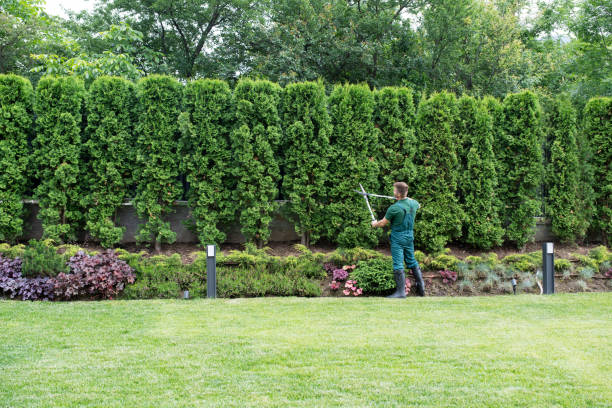 Best Storm Damage Tree Cleanup  in Arbutus, MD