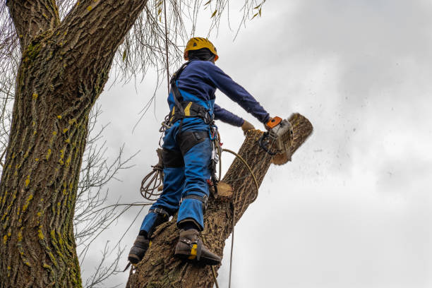 Best Emergency Tree Removal  in Arbutus, MD