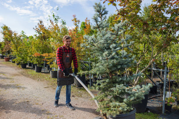 Best Tree Health Inspection  in Arbutus, MD