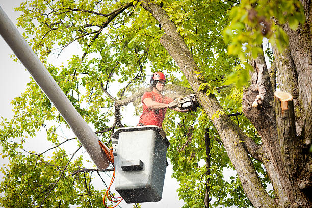How Our Tree Care Process Works  in  Arbutus, MD