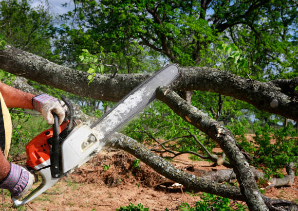 Best Arborist Consultation Services  in Arbutus, MD